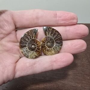 Ammonite Crystal Fossils #C